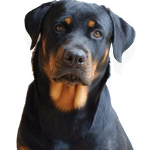 A Rottweiler looking at the camera